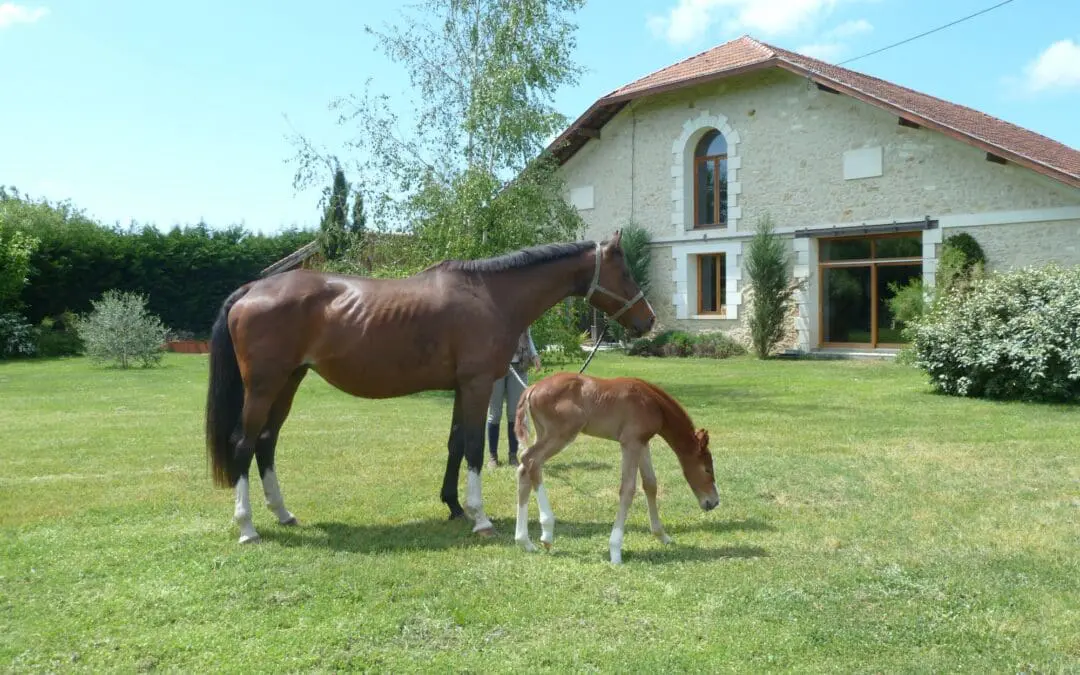 Domaine d’Ares